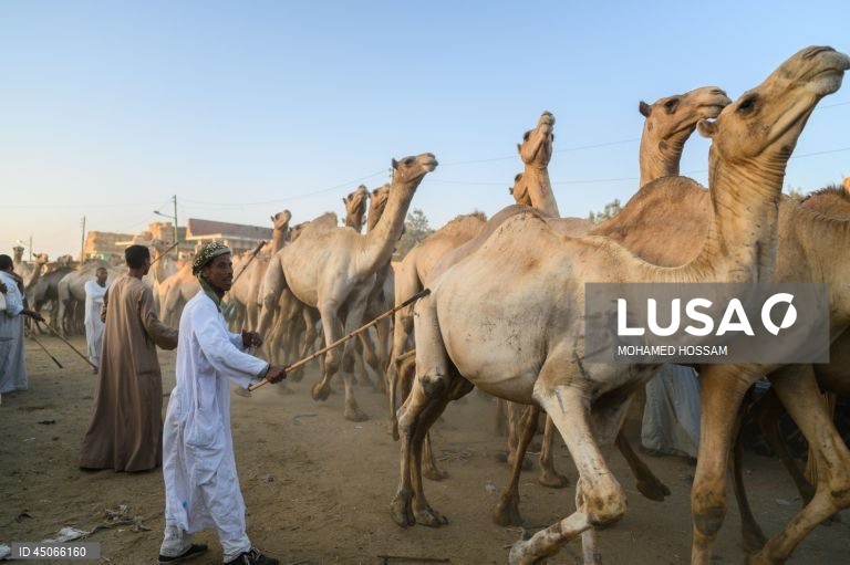 Mercado de camelos de Birqash antes do Eid Al-Adha no Egito
