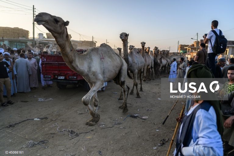 Mercado de camelos de Birqash antes do Eid Al-Adha no Egito