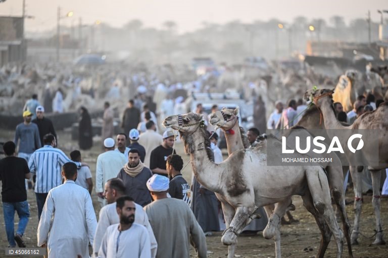 Mercado de camelos de Birqash antes do Eid Al-Adha no Egito
