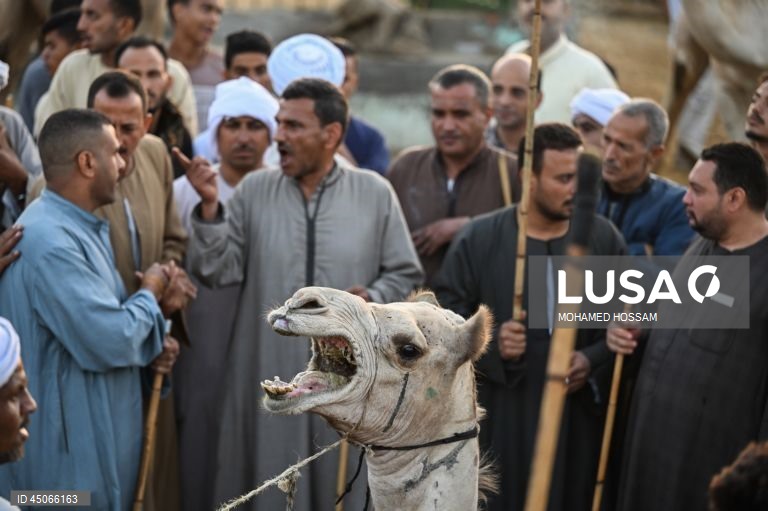 Mercado de camelos de Birqash antes do Eid Al-Adha no Egito