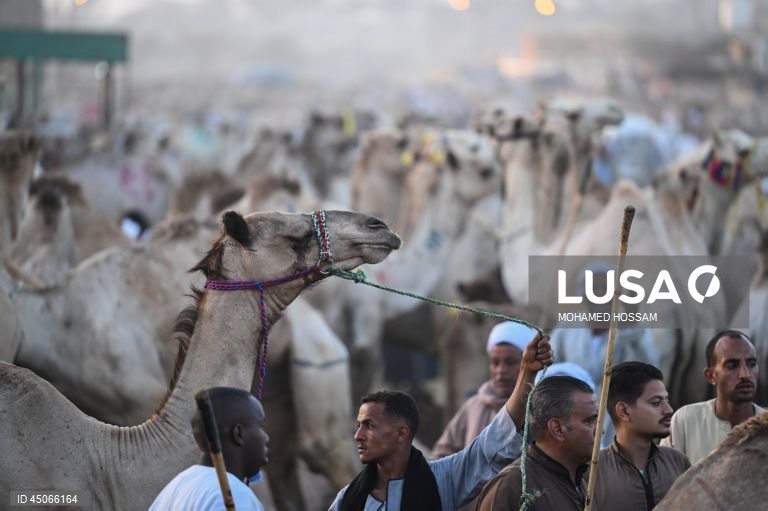 Mercado de camelos de Birqash antes do Eid Al-Adha no Egito