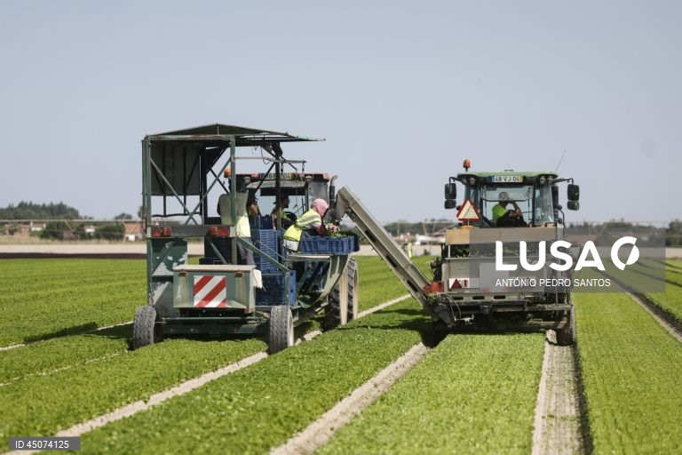 Trabalhadores colhem alface nos campos da Vitacress, empresa com uma estratégia de sustentabilidade que permite criar produtos com a garantia de um ecossistema saudável e atingir a neutralidade líquida de carbono até 2040, em Odemira, 30 de maio de 2025. (ACOMPANHA TEXTO DA LUSA DO DIA 02 DE JUNHO DE 2025). ANTÓNIO PEDRO SANTOS/LUSA