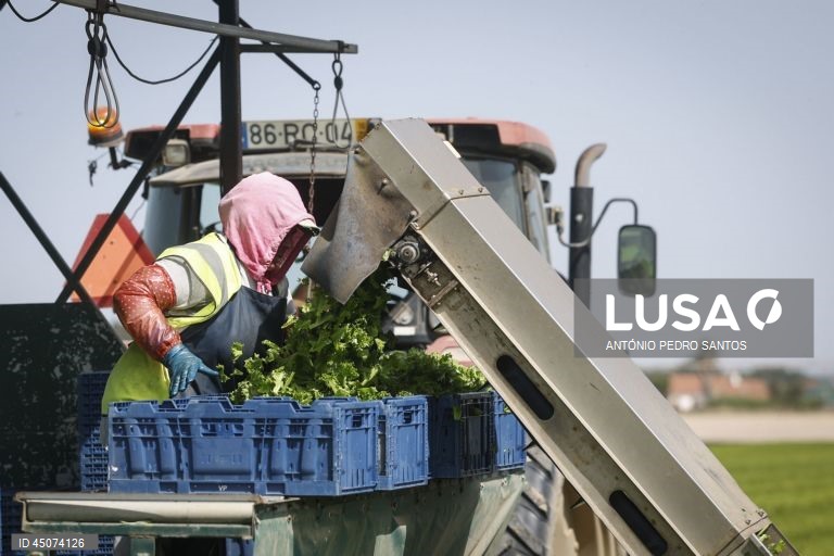 Uma trabalhadora colhe alface nos campos da Vitacress, empresa com uma estratégia de sustentabilidade que permite criar produtos com a garantia de um ecossistema saudável e atingir a neutralidade líquida de carbono até 2040, em Odemira, 30 de maio de 2025. (ACOMPANHA TEXTO DA LUSA DO DIA 02 DE JUNHO DE 2025). ANTÓNIO PEDRO SANTOS/LUSA