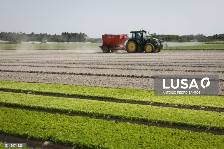 Plantação de alface nos campos da Vitacress, empresa com uma estratégia de sustentabilidade que permite criar produtos com a garantia de um ecossistema saudável e atingir a neutralidade líquida de carbono até 2040, em Odemira, 30 de maio de 2025. (ACOMPANHA TEXTO DA LUSA DO DIA 02 DE JUNHO DE 2025). ANTÓNIO PEDRO SANTOS/LUSA