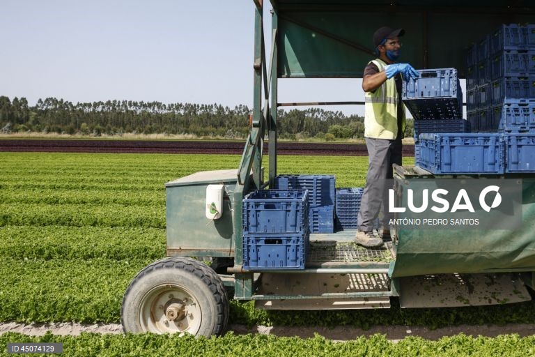 Um trabalhador colhe alface nos campos da Vitacress, empresa com uma estratégia de sustentabilidade que permite criar produtos com a garantia de um ecossistema saudável e atingir a neutralidade líquida de carbono até 2040, em Odemira, 30 de maio de 2025. (ACOMPANHA TEXTO DA LUSA DO DIA 02 DE JUNHO DE 2025). ANTÓNIO PEDRO SANTOS/LUSA