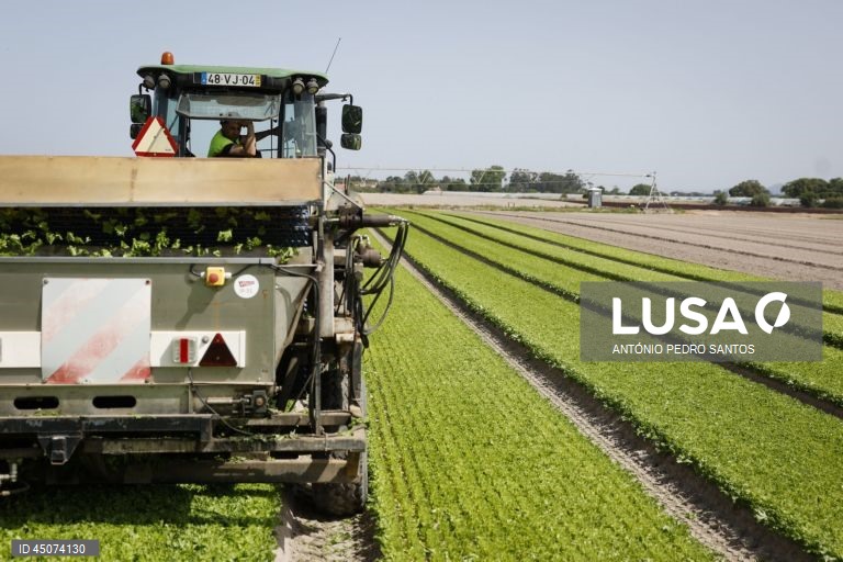 Um trabalhador colhe alface nos campos da Vitacress, empresa com uma estratégia de sustentabilidade que permite criar produtos com a garantia de um ecossistema saudável e atingir a neutralidade líquida de carbono até 2040, em Odemira, 30 de maio de 2025. (ACOMPANHA TEXTO DA LUSA DO DIA 02 DE JUNHO DE 2025). ANTÓNIO PEDRO SANTOS/LUSA