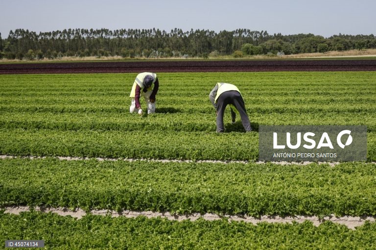 Trabalhadores colhem alface nos campos da Vitacress, empresa com uma estratégia de sustentabilidade que permite criar produtos com a garantia de um ecossistema saudável e atingir a neutralidade líquida de carbono até 2040, em Odemira, 30 de maio de 2025. (ACOMPANHA TEXTO DA LUSA DO DIA 02 DE JUNHO DE 2025). ANTÓNIO PEDRO SANTOS/LUSA