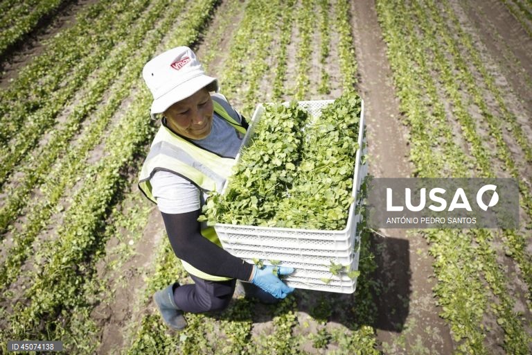 Uma trabalhadora colhe coentros nos campos da Vitacress, empresa com uma estratégia de sustentabilidade que permite criar produtos com a garantia de um ecossistema saudável e atingir a neutralidade líquida de carbono até 2040, em Odemira, 30 de maio de 2025. (ACOMPANHA TEXTO DA LUSA DO DIA 02 DE JUNHO DE 2025). ANTÓNIO PEDRO SANTOS/LUSA