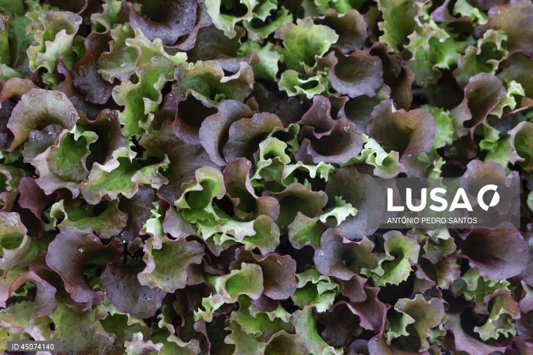 Plantação de alface nos campos da Vitacress, empresa com uma estratégia de sustentabilidade que permite criar produtos com a garantia de um ecossistema saudável e atingir a neutralidade líquida de carbono até 2040, em Odemira, 30 de maio de 2025. (ACOMPANHA TEXTO DA LUSA DO DIA 02 DE JUNHO DE 2025). ANTÓNIO PEDRO SANTOS/LUSA
