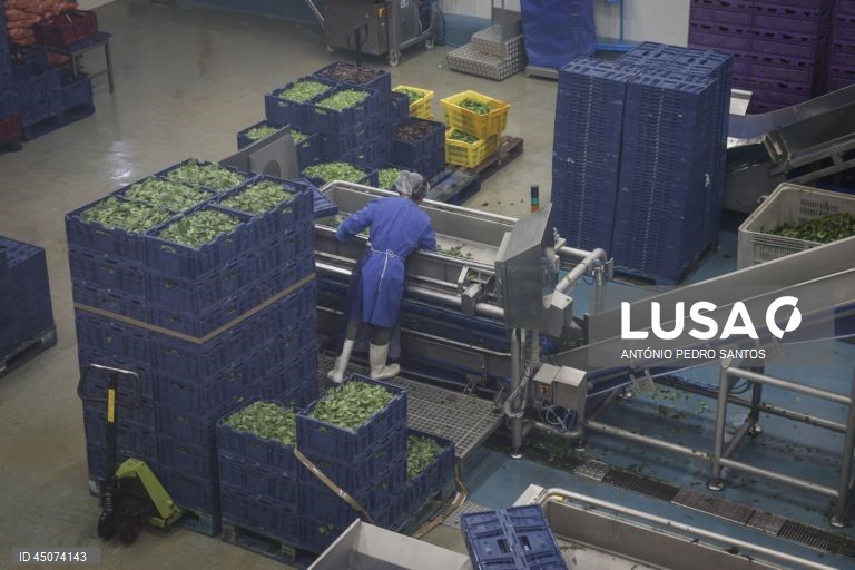 Uma trabalhadora durante o processo de lavagem de alface as instalações da fábrica da Vitacress, empresa com uma estratégia de sustentabilidade que permite criar produtos com a garantia de um ecossistema saudável e atingir a neutralidade líquida de carbono até 2040, em Odemira, 30 de maio de 2025. (ACOMPANHA TEXTO DA LUSA DO DIA 02 DE JUNHO DE 2025). ANTÓNIO PEDRO SANTOS/LUSA