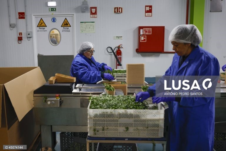 Trabalhadores embalam coentros nas instalações da fábrica da Vitacress, empresa com uma estratégia de sustentabilidade que permite criar produtos com a garantia de um ecossistema saudável e atingir a neutralidade líquida de carbono até 2040, em Odemira, 30 de maio de 2025. (ACOMPANHA TEXTO DA LUSA DO DIA 02 DE JUNHO DE 2025). ANTÓNIO PEDRO SANTOS/LUSA