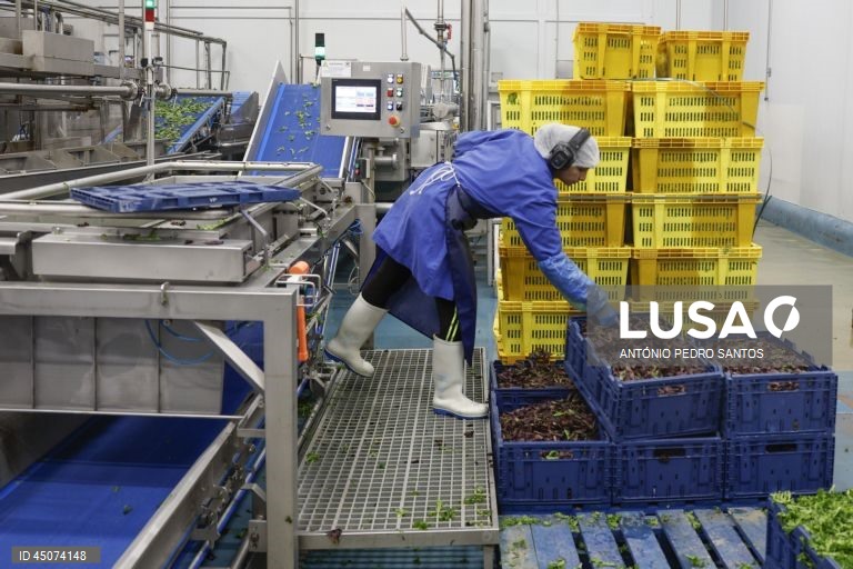Uma trabalhadora durante o processo de lavagem de alface nas instalações da fábrica da Vitacress, empresa com uma estratégia de sustentabilidade que permite criar produtos com a garantia de um ecossistema saudável e atingir a neutralidade líquida de carbono até 2040, em Odemira, 30 de maio de 2025. (ACOMPANHA TEXTO DA LUSA DO DIA 02 DE JUNHO DE 2025). ANTÓNIO PEDRO SANTOS/LUSA