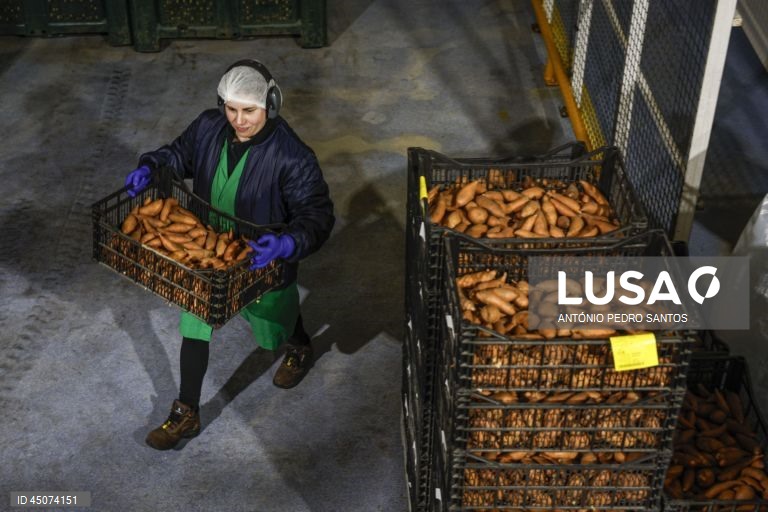 Uma trabalhadora prepara-se para embalar batata doce nas instalações da fábrica da Vitacress, empresa com uma estratégia de sustentabilidade que permite criar produtos com a garantia de um ecossistema saudável e atingir a neutralidade líquida de carbono até 2040, em Odemira, 30 de maio de 2025. (ACOMPANHA TEXTO DA LUSA DO DIA 02 DE JUNHO DE 2025). ANTÓNIO PEDRO SANTOS/LUSA