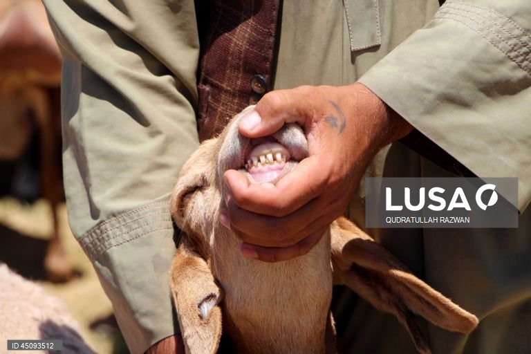 Islão: Celebrações do Dia do Sacrificio (Eid al-Adha)