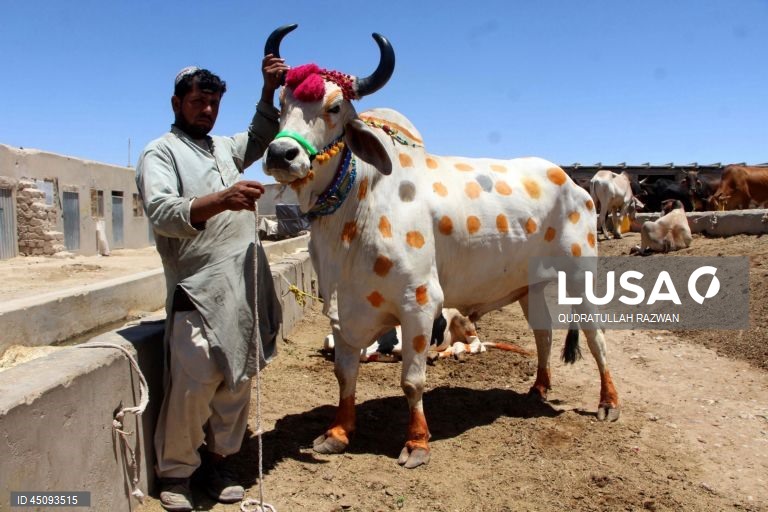 Islão: Celebrações do Dia do Sacrificio (Eid al-Adha)