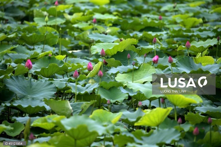 Época do lotus no Vietname