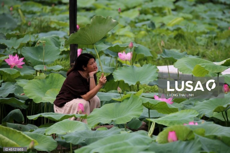 Época do lotus no Vietname