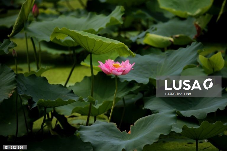 Época do lotus no Vietname
