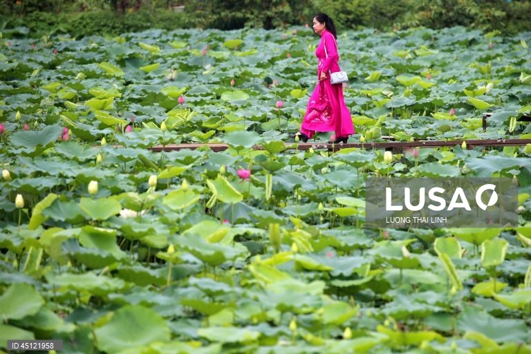 Época do lotus no Vietname