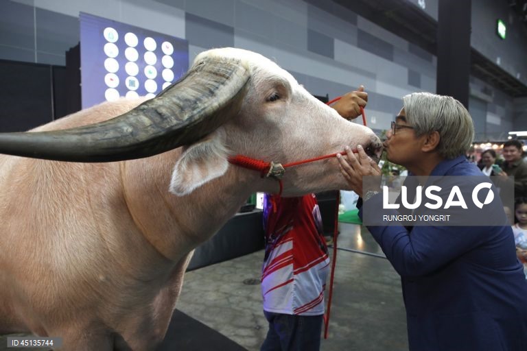 Dia Internacional da Consciencialização do albinismo a 13 de junho. (FOTOS DE ARQUIVO. 