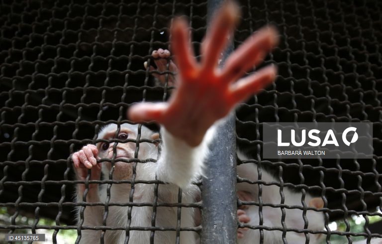 Dia Internacional da Consciencialização do albinismo a 13 de junho. (FOTOS DE ARQUIVO. 