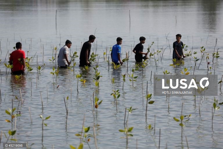 Indonésia: Plantação de manguezais para a conservação das zonas húmidas