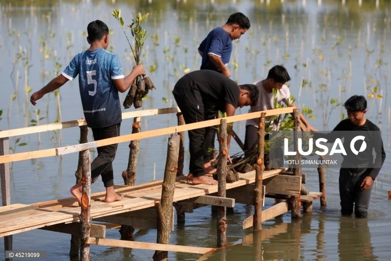 Indonésia: Plantação de manguezais para a conservação das zonas húmidas