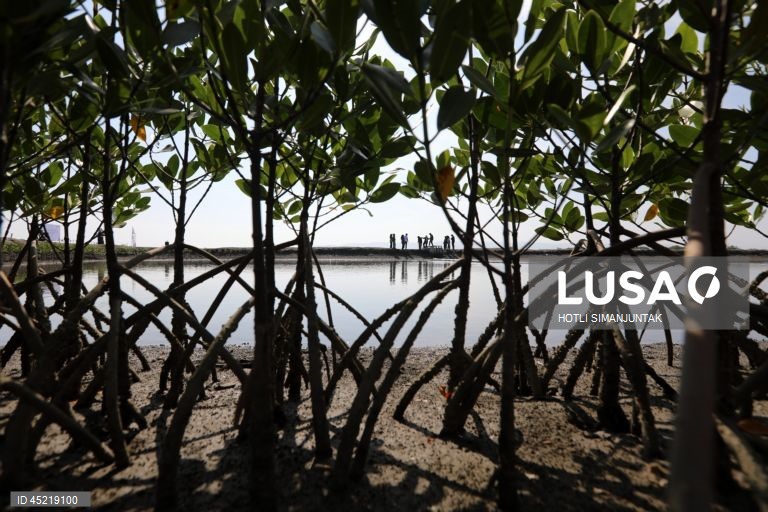 Indonésia: Plantação de manguezais para a conservação das zonas húmidas