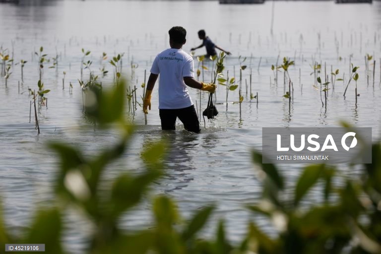 Indonésia: Plantação de manguezais para a conservação das zonas húmidas