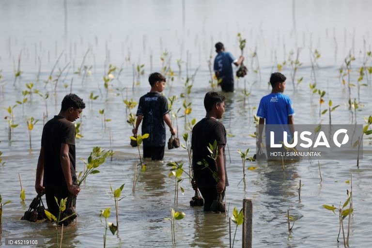 Indonésia: Plantação de manguezais para a conservação das zonas húmidas