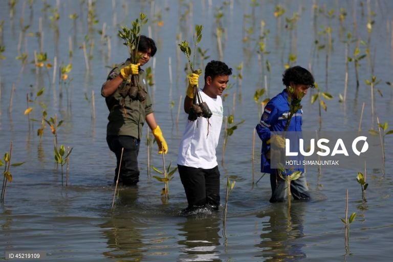 Indonésia: Plantação de manguezais para a conservação das zonas húmidas