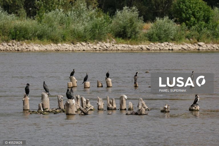 Polónia: nível baixo da água do rio Vístula devido à seca prolongada