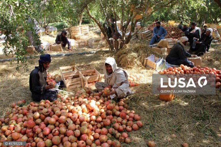 Colheita de romãs em Kandahar, Afeganistão. De acordo com o Departamento de Agricultura, Irrigação e Pecuária de Kandahar, espera-se que a colheita de romãs diminua cerca de 10% devido à seca, para aproximadamente 274 000 toneladas.  Regiões que cultivam romãs, como Arghandab e Arghistan, são particularmente conhecidas e têm alta procura nos mercados internacionais. 
