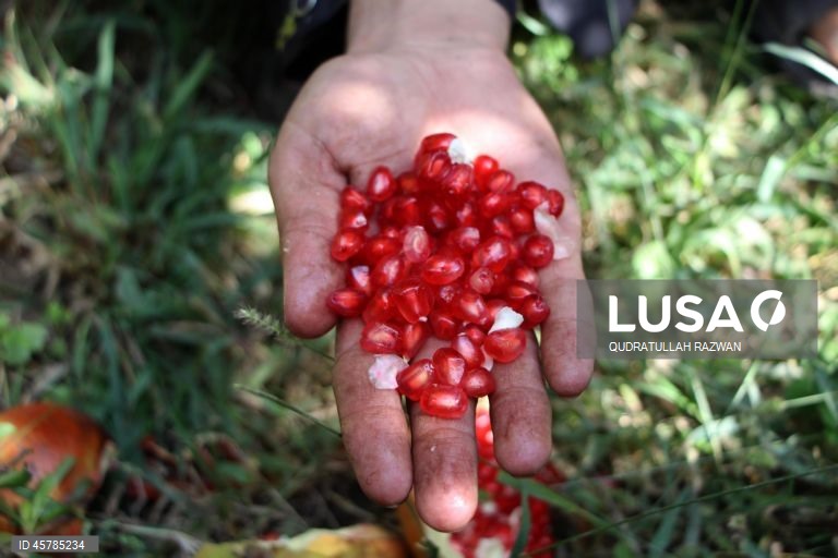 Colheita de romãs em Kandahar, Afeganistão. De acordo com o Departamento de Agricultura, Irrigação e Pecuária de Kandahar, espera-se que a colheita de romãs diminua cerca de 10% devido à seca, para aproximadamente 274 000 toneladas.  Regiões que cultivam romãs, como Arghandab e Arghistan, são particularmente conhecidas e têm alta procura nos mercados internacionais. 