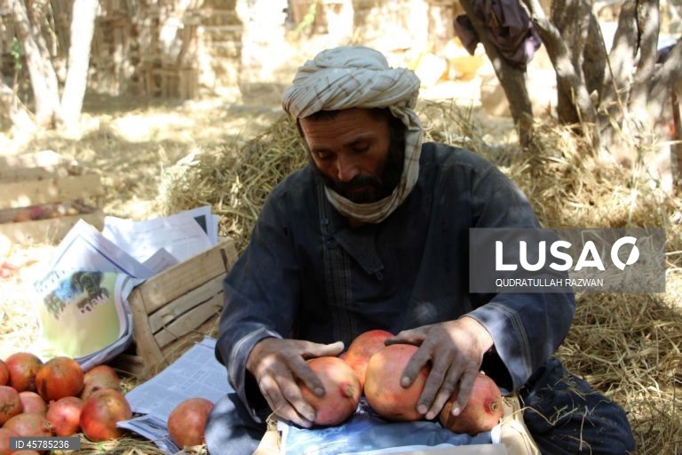 Colheita de romãs em Kandahar, Afeganistão. De acordo com o Departamento de Agricultura, Irrigação e Pecuária de Kandahar, espera-se que a colheita de romãs diminua cerca de 10% devido à seca, para aproximadamente 274 000 toneladas.  Regiões que cultivam romãs, como Arghandab e Arghistan, são particularmente conhecidas e têm alta procura nos mercados internacionais. 