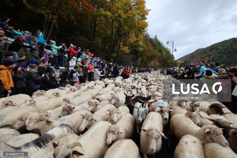 Polónia: Desfile anual das ovelhas Redyk em Szczawnica