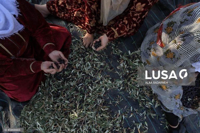 Agricultores palestinianos colhem azeitonas durante o aumento de ataques de colonos na Cisjordânia