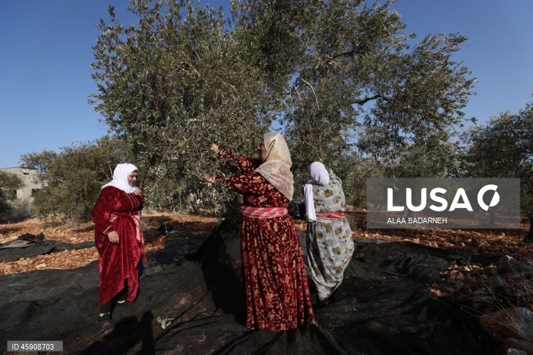 Agricultores palestinianos colhem azeitonas durante o aumento de ataques de colonos na Cisjordânia