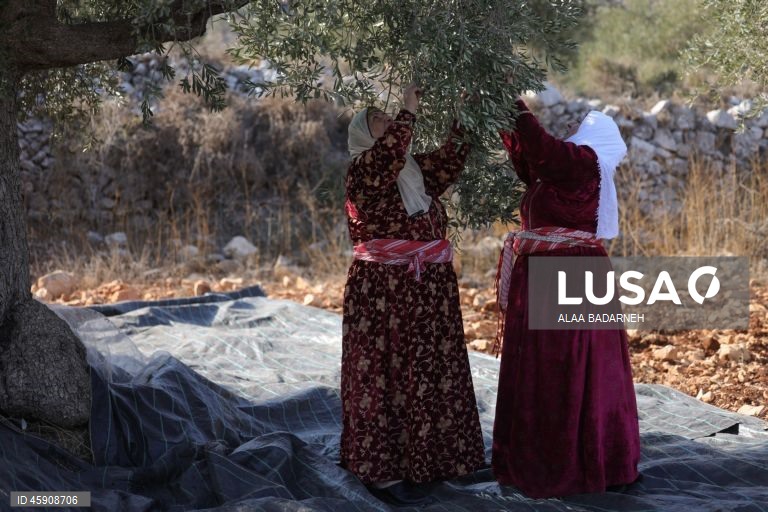 Agricultores palestinianos colhem azeitonas durante o aumento de ataques de colonos na Cisjordânia