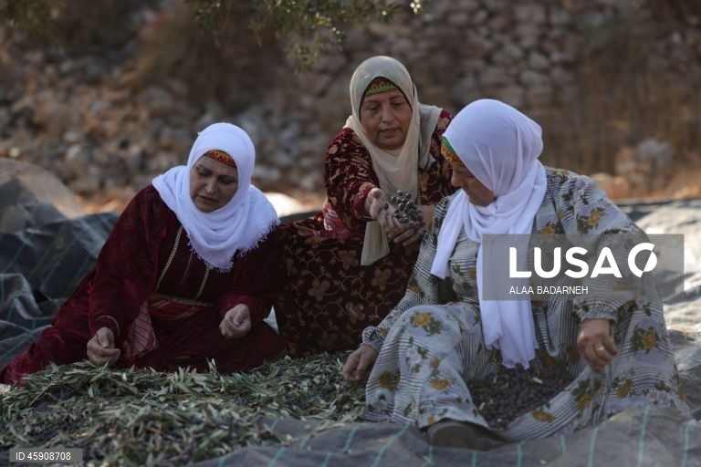 Agricultores palestinianos colhem azeitonas durante o aumento de ataques de colonos na Cisjordânia