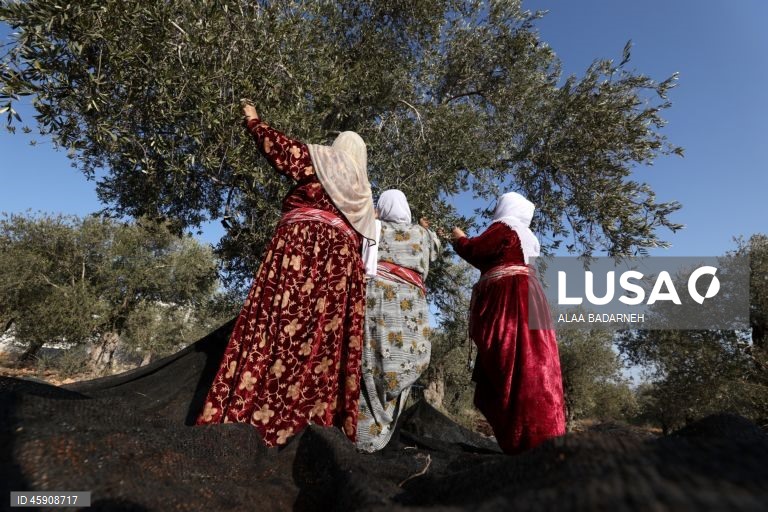 Agricultores palestinianos colhem azeitonas durante o aumento de ataques de colonos na Cisjordânia