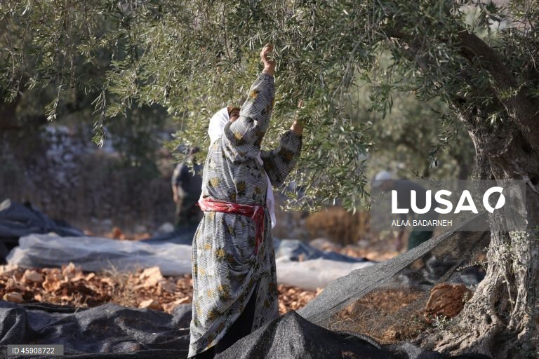 Agricultores palestinianos colhem azeitonas durante o aumento de ataques de colonos na Cisjordânia