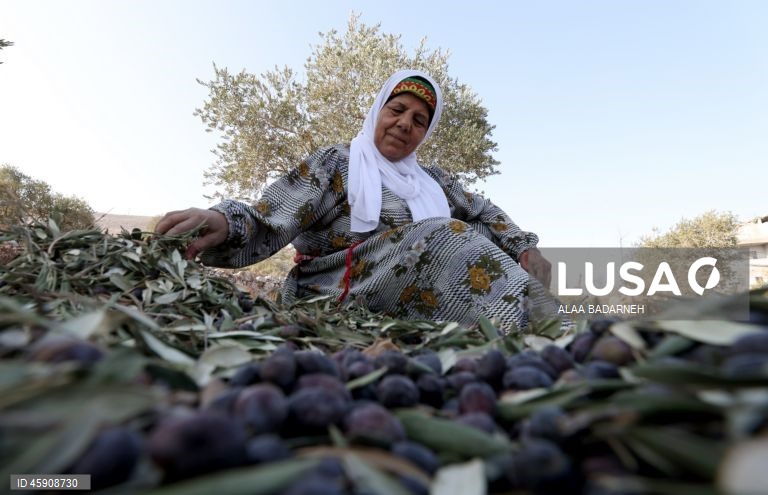 Agricultores palestinianos colhem azeitonas durante o aumento de ataques de colonos na Cisjordânia