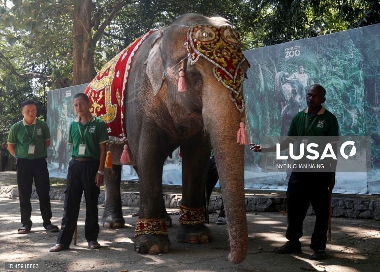 A elefanta Mo Mo e os seus amigos elefantes comem frutas variadas durante o seu 72.º aniversário no Jardim Zoológico de Yangon, em Yangon, Mianmar. A elefanta Mo Mo chegou ao Jardim Zoológico de Yangon em 6 de fevereiro de 1961, proveniente do estado de Kayah, no leste de Mianmar, com sete anos de idade.