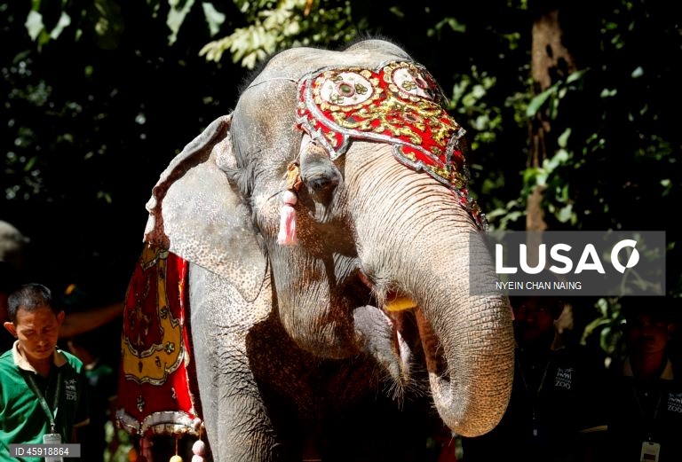 A elefanta Mo Mo e os seus amigos elefantes comem frutas variadas durante o seu 72.º aniversário no Jardim Zoológico de Yangon, em Yangon, Mianmar. A elefanta Mo Mo chegou ao Jardim Zoológico de Yangon em 6 de fevereiro de 1961, proveniente do estado de Kayah, no leste de Mianmar, com sete anos de idade.