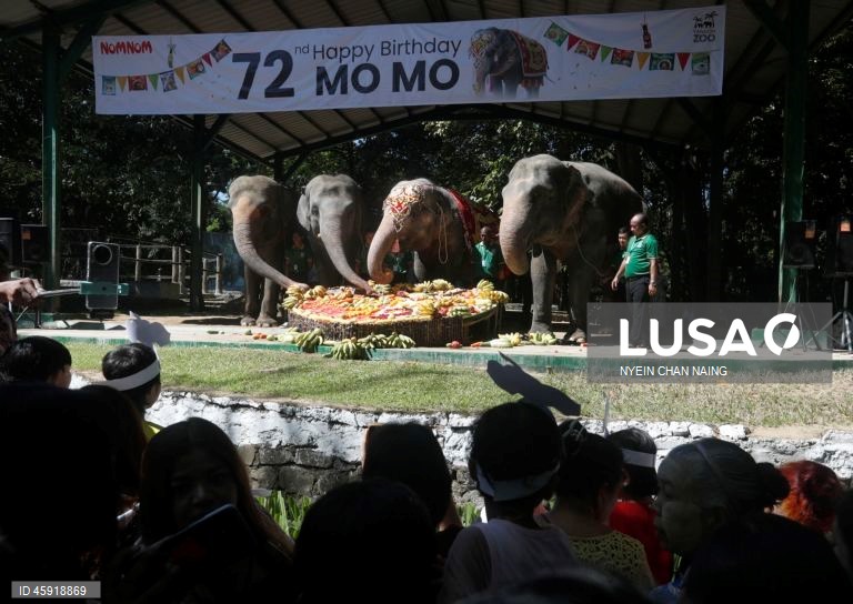 A elefanta Mo Mo e os seus amigos elefantes comem frutas variadas durante o seu 72.º aniversário no Jardim Zoológico de Yangon, em Yangon, Mianmar. A elefanta Mo Mo chegou ao Jardim Zoológico de Yangon em 6 de fevereiro de 1961, proveniente do estado de Kayah, no leste de Mianmar, com sete anos de idade.