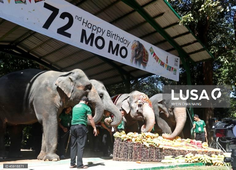 A elefanta Mo Mo e os seus amigos elefantes comem frutas variadas durante o seu 72.º aniversário no Jardim Zoológico de Yangon, em Yangon, Mianmar. A elefanta Mo Mo chegou ao Jardim Zoológico de Yangon em 6 de fevereiro de 1961, proveniente do estado de Kayah, no leste de Mianmar, com sete anos de idade.