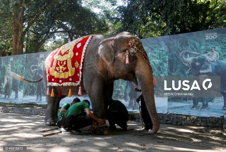 A elefanta Mo Mo e os seus amigos elefantes comem frutas variadas durante o seu 72.º aniversário no Jardim Zoológico de Yangon, em Yangon, Mianmar. A elefanta Mo Mo chegou ao Jardim Zoológico de Yangon em 6 de fevereiro de 1961, proveniente do estado de Kayah, no leste de Mianmar, com sete anos de idade.