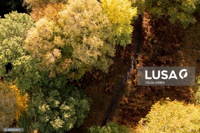 Reino Unido: Outono na Floresta de Epping