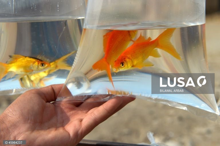 Paquistão: Venda de peixes dourados em Peshawar